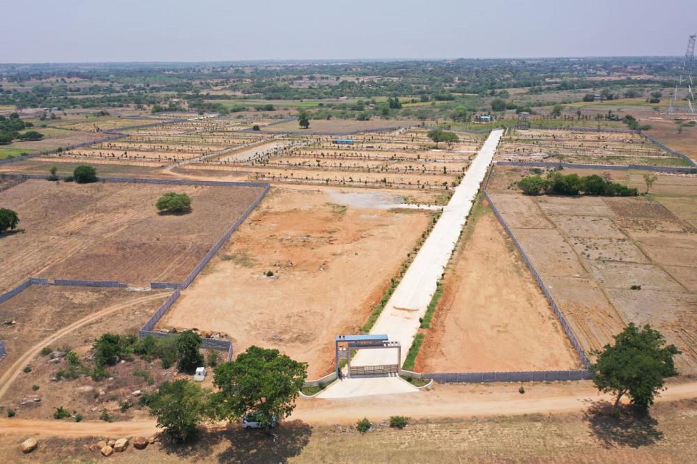 Sandalwood Plantation